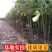 无花果苗波姬红砂糖红心布兰瑞克，芭奈劳无花果苗