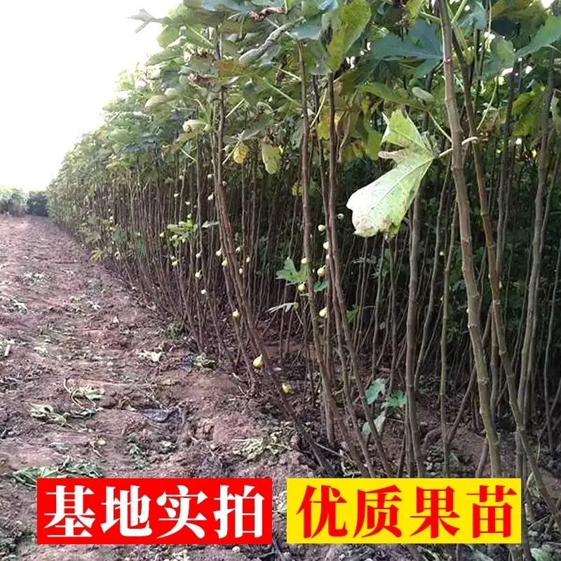 无花果苗波姬红砂糖红心布兰瑞克，芭奈劳无花果苗