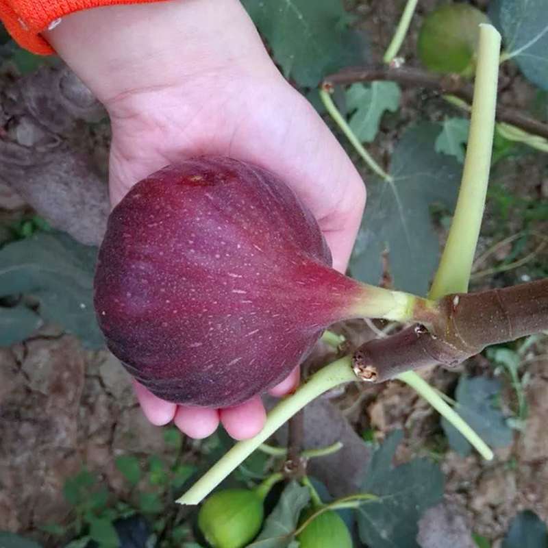无花果苗波姬红砂糖红心布兰瑞克，芭奈劳无花果苗