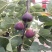 无花果苗波姬红砂糖红心布兰瑞克，芭奈劳无花果苗