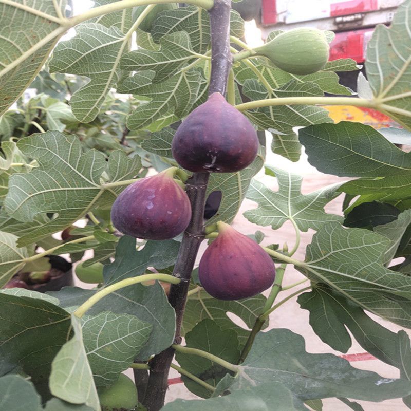 无花果苗波姬红砂糖红心布兰瑞克，芭奈劳无花果苗