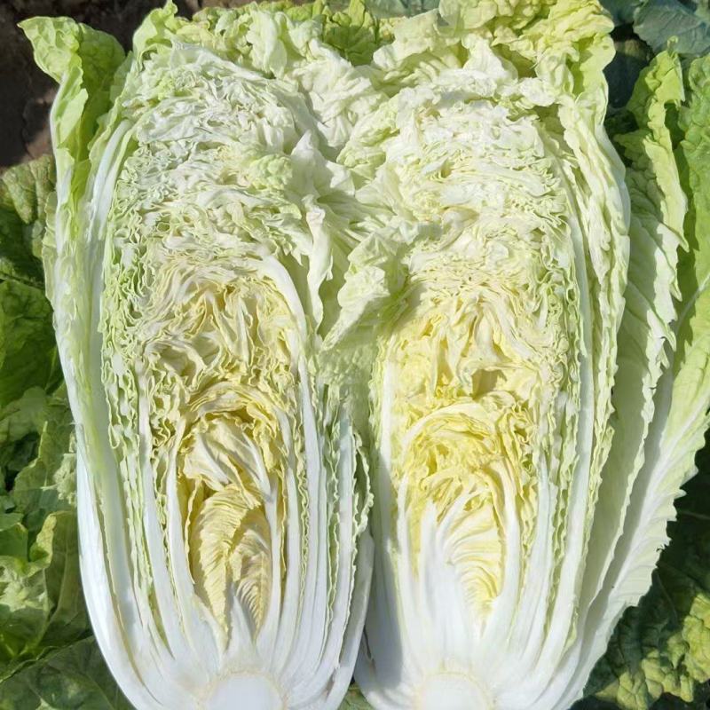 黄心白菜