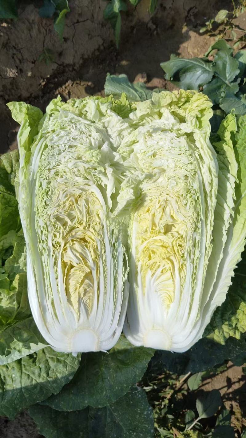 黄心白菜