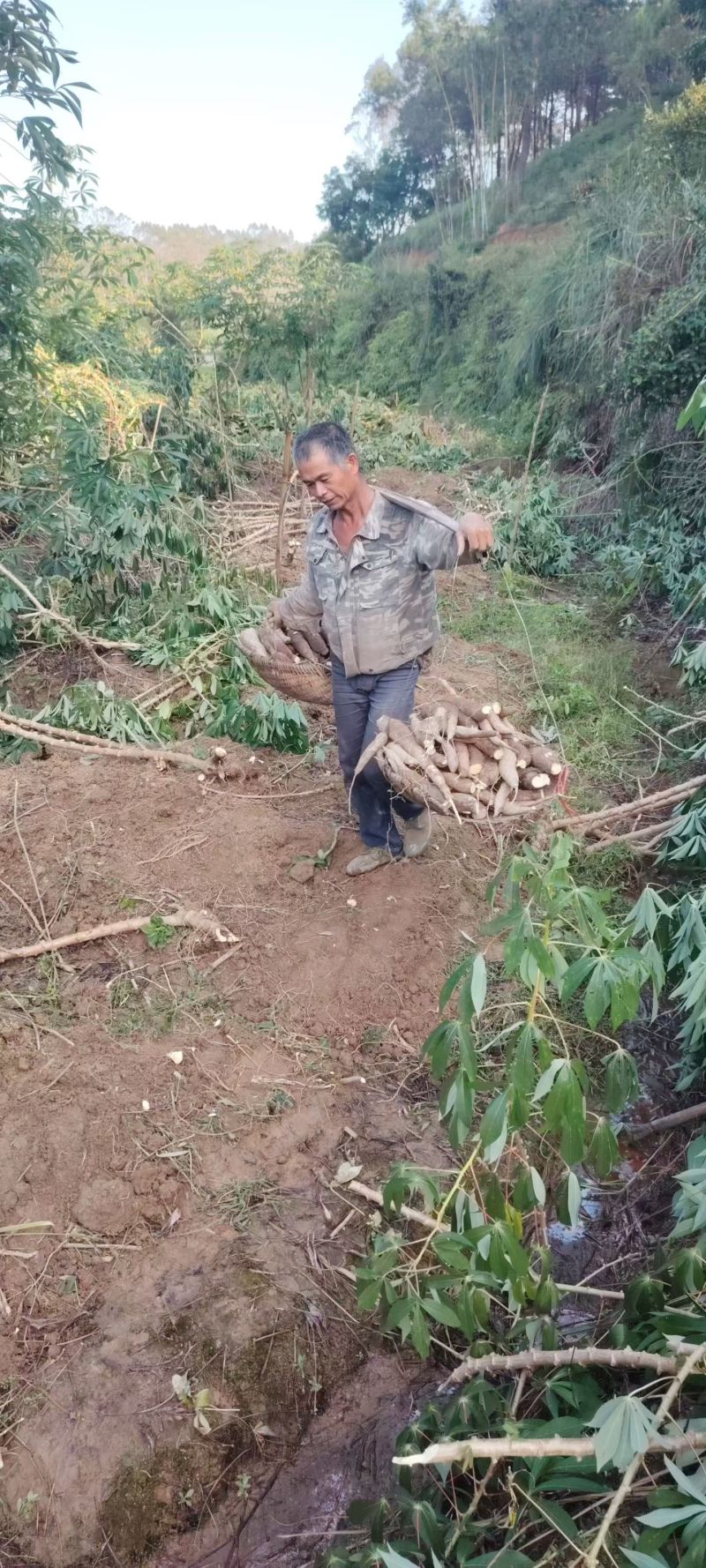 华南九号黄肉木薯