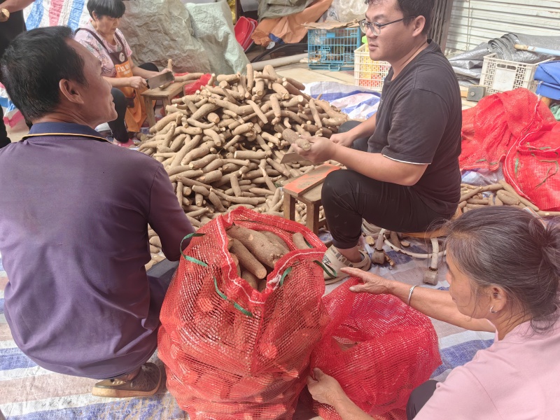 华南九号黄肉木薯