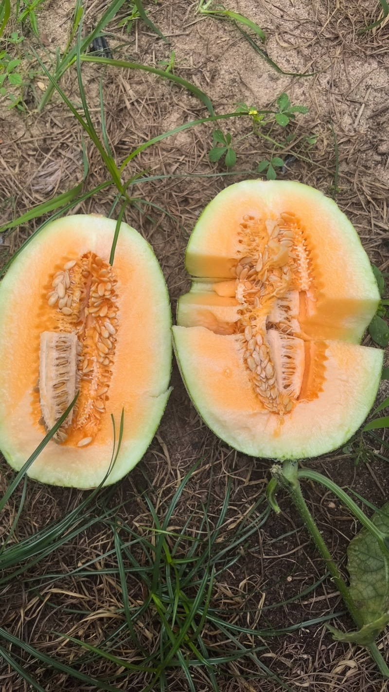 甘肃晓密25哈密瓜，皮薄多汁清甜爆汁品质保证！