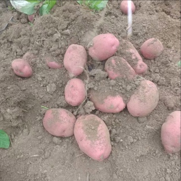 青薯9号土豆，产地直发，大量有货，欢迎各位老板咨询采购