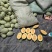 甘肃晓密25哈密瓜，皮薄多汁清甜爆汁品质保证！
