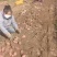 青薯9号土豆，产地直发，大量有货，欢迎各位老板咨询采购
