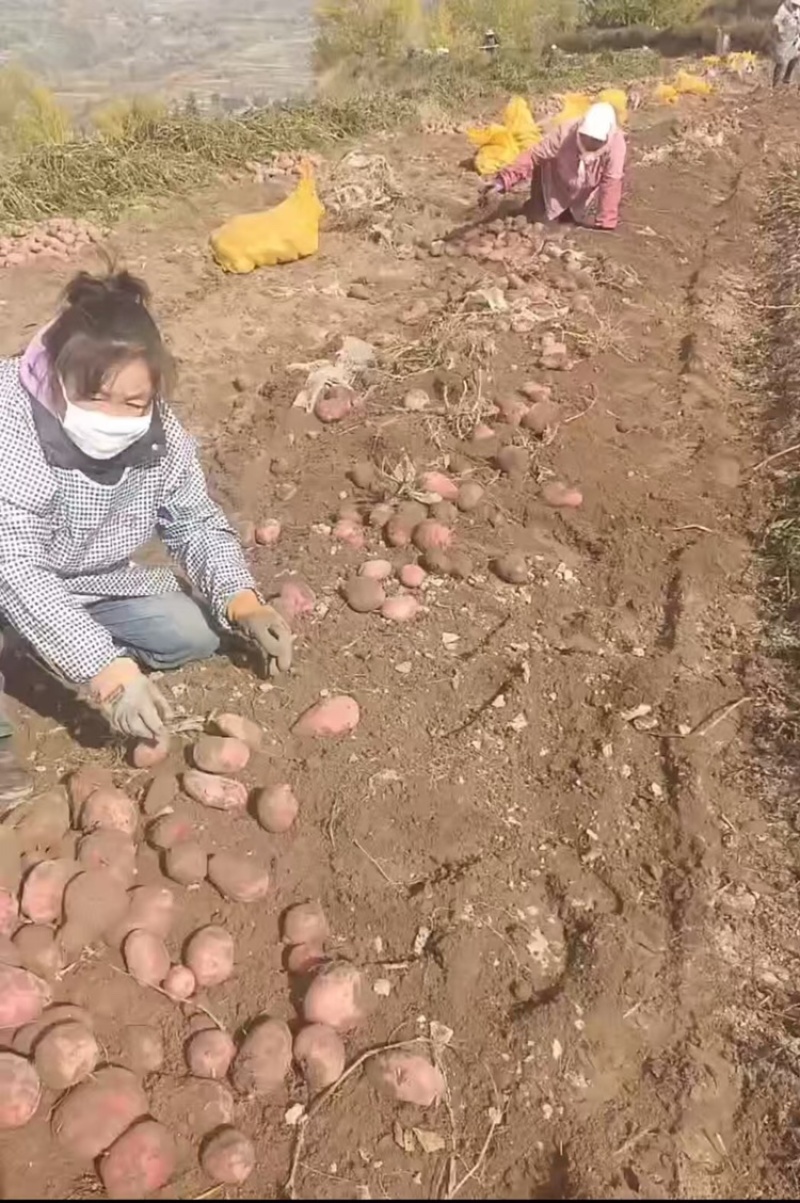 青薯9号土豆，产地直发，大量有货，欢迎各位老板咨询采购
