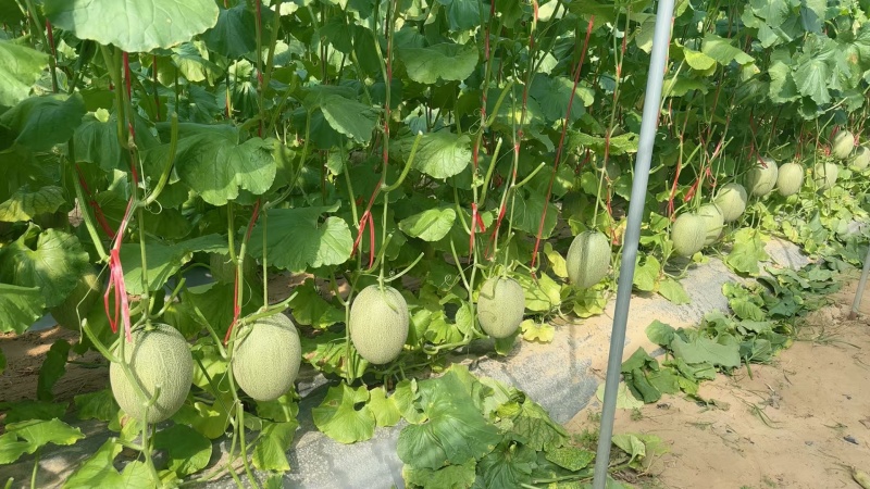 甘肃晓密25哈密瓜，皮薄多汁清甜爆汁品质保证！
