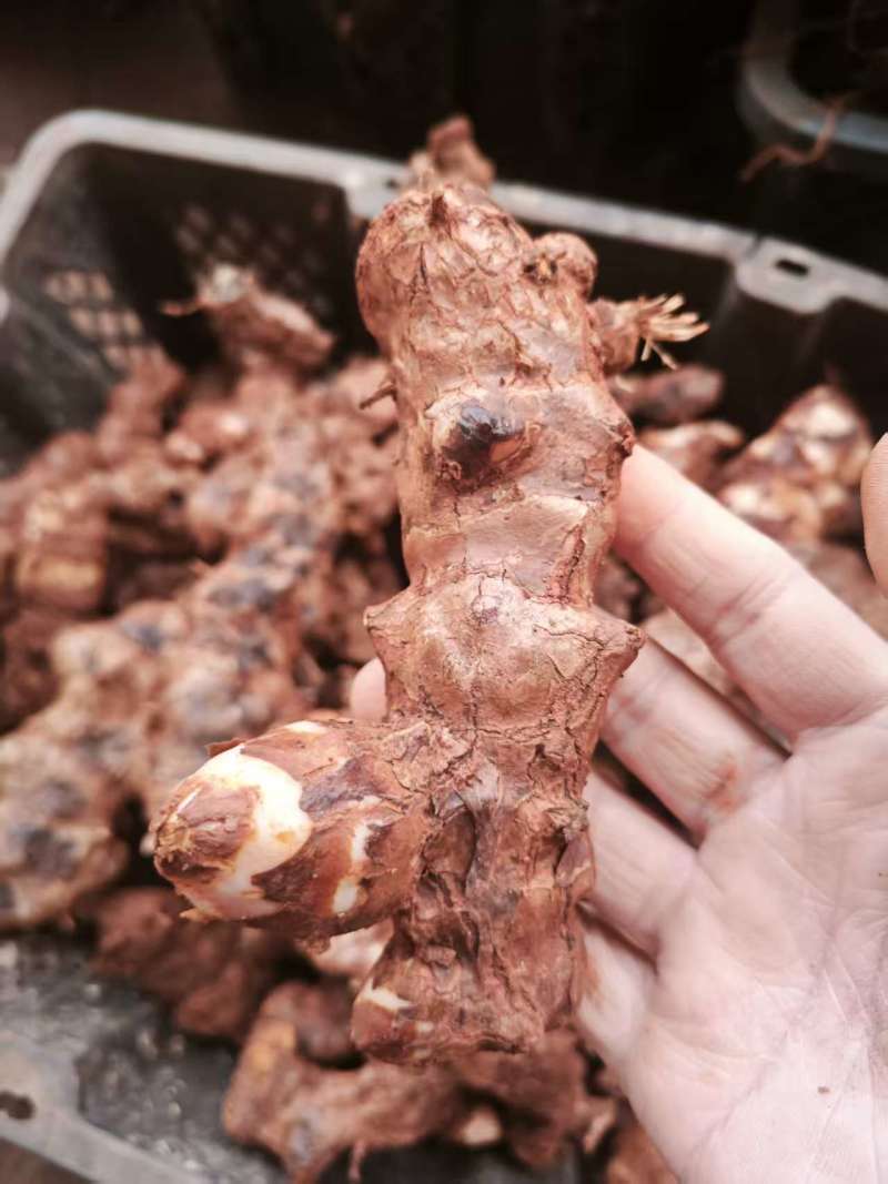 野生土茯苓三两以上黄皮白肉可视频看货