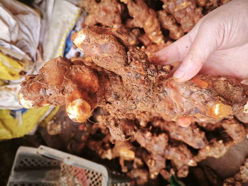 野生土茯苓三两以上黄皮白肉可视频看货