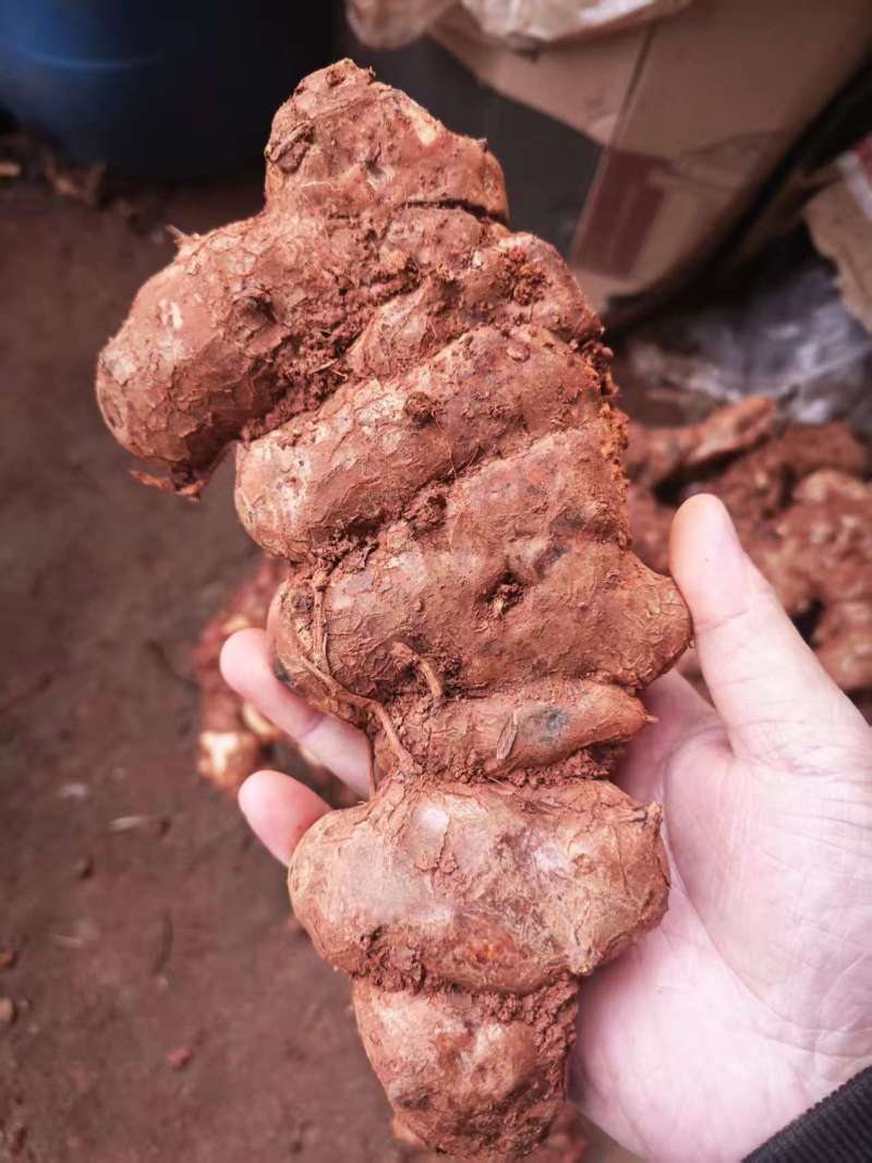 野生土茯苓三两以上黄皮白肉可视频看货
