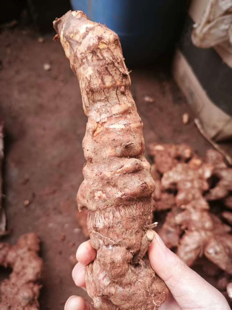 野生土茯苓三两以上黄皮白肉可视频看货