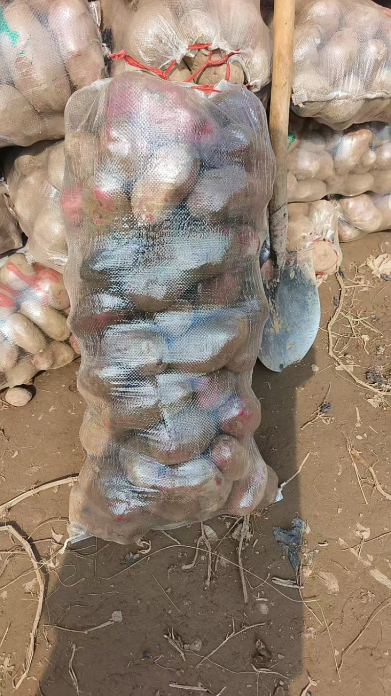 自种土豆原产地批发，可视频看货，可对接全国，欢迎采购