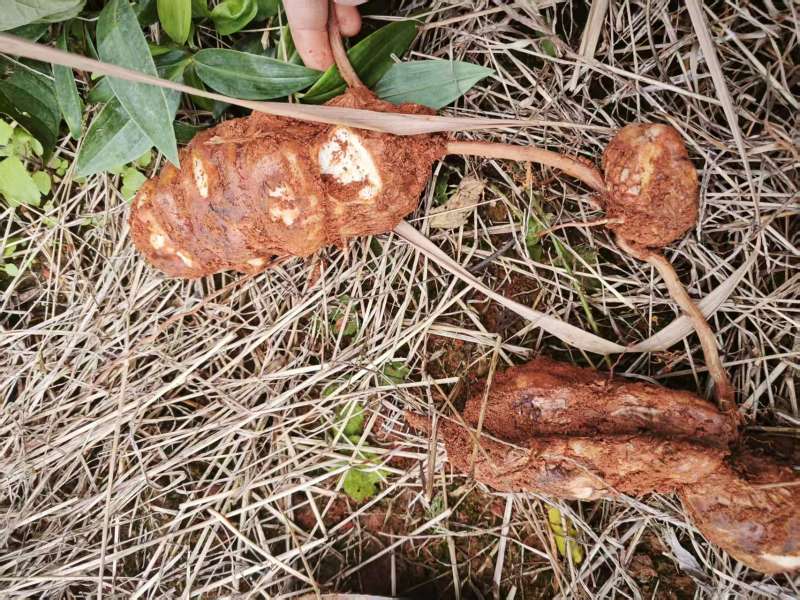 野生土茯苓三两以上黄皮白肉可视频看货