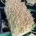 花生芽芽苗基地直发货源充足，量大从优，一手货源