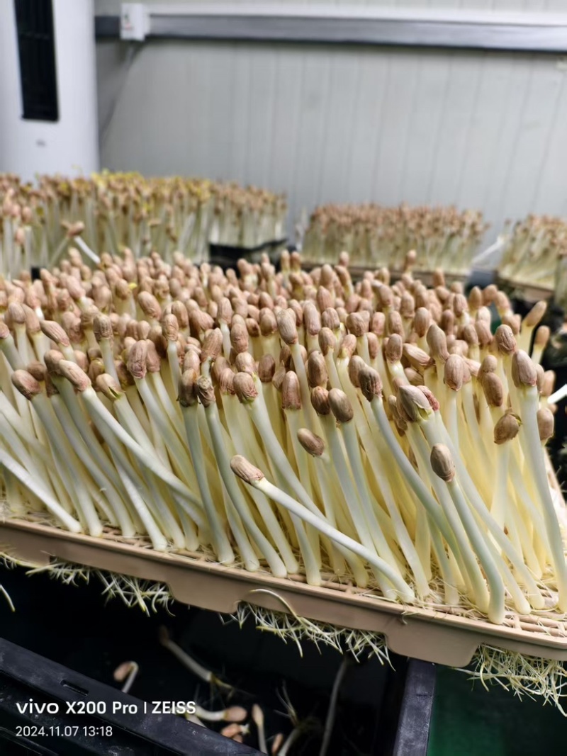 花生芽芽苗基地直发货源充足，量大从优，一手货源