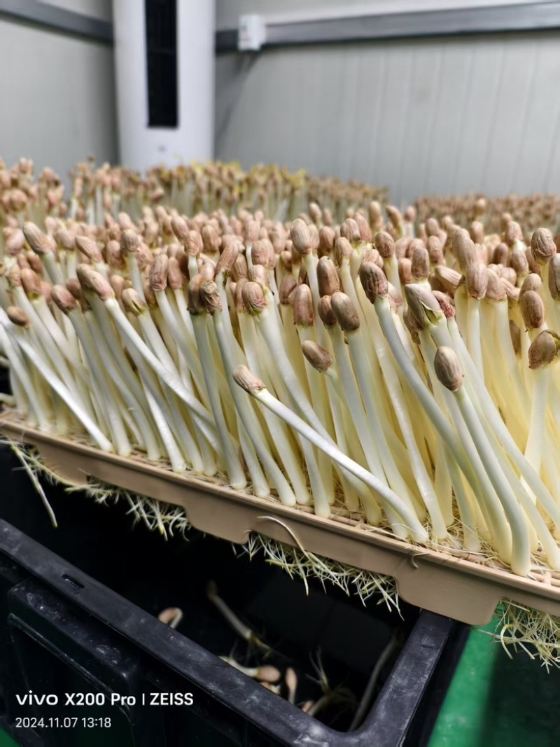 花生芽芽苗基地直发货源充足，量大从优，一手货源