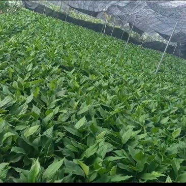 万年青/广东鹤山/观叶植物/盆景/大量供应