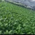 万年青/广东鹤山/观叶植物/盆景/大量供应