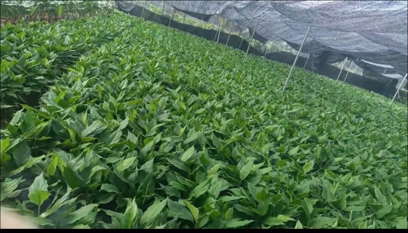万年青/广东鹤山/观叶植物/盆景/大量供应