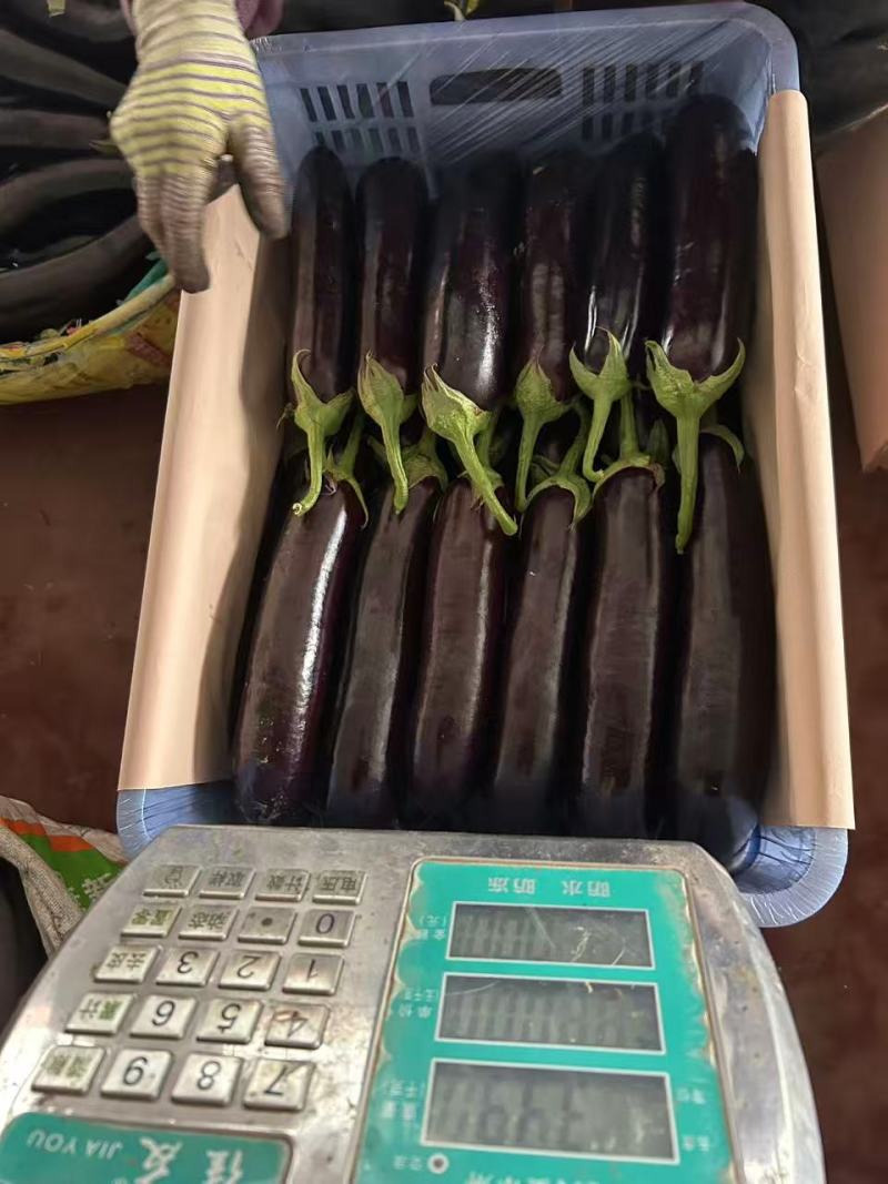 潍坊冠红长茄产地直供大量有货质量保证一手货源价格合理