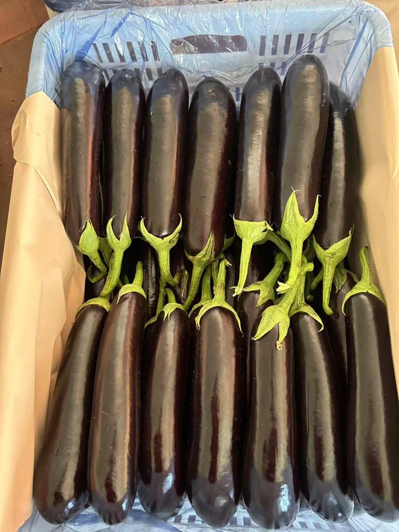 潍坊冠红长茄产地直供大量有货质量保证一手货源价格合理