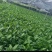 万年青/广东鹤山/观叶植物/盆景/大量供应