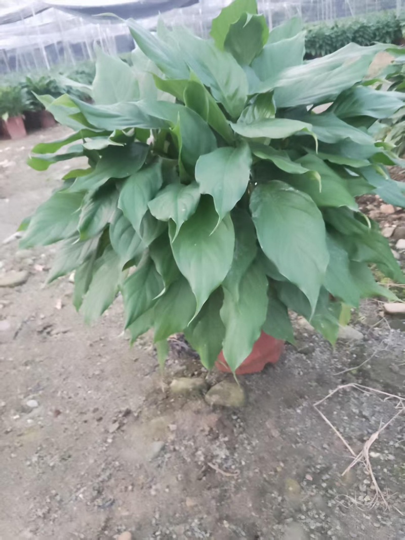万年青/广东鹤山/观叶植物/盆景/大量供应