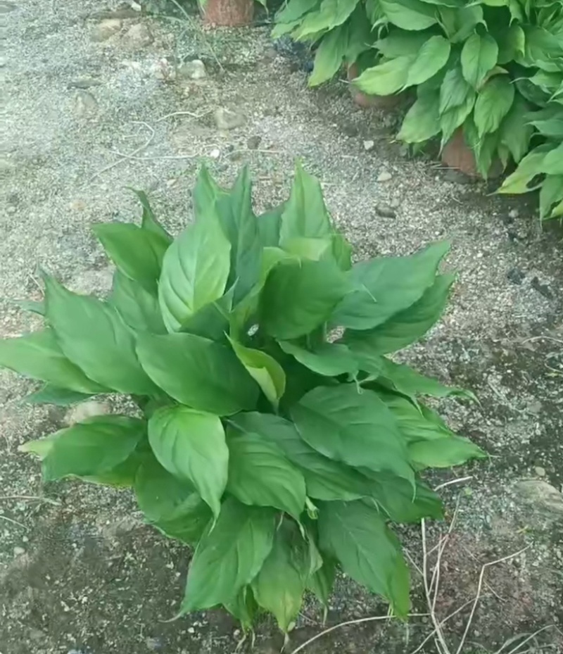 万年青/广东鹤山/观叶植物/盆景/大量供应