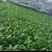 万年青/广东鹤山/观叶植物/盆景/大量供应
