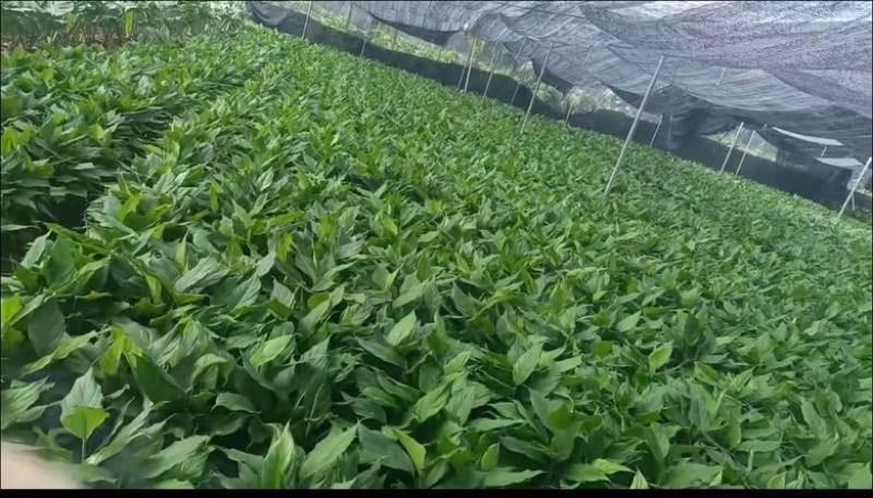 万年青/广东鹤山/观叶植物/盆景/大量供应