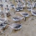 淘汰狮头鹅，马岗鹅，阳江鹅，黑中鹅，大量有货，价格便宜