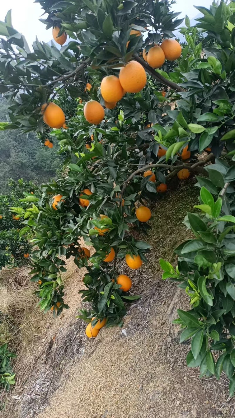 橙子品质保证服务周到产地直发一手货源价格美丽