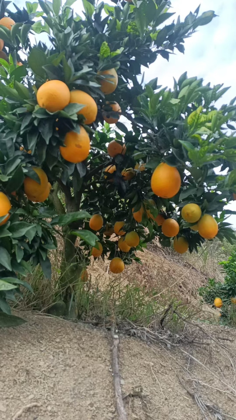 橙子品质保证服务周到产地直发一手货源价格美丽