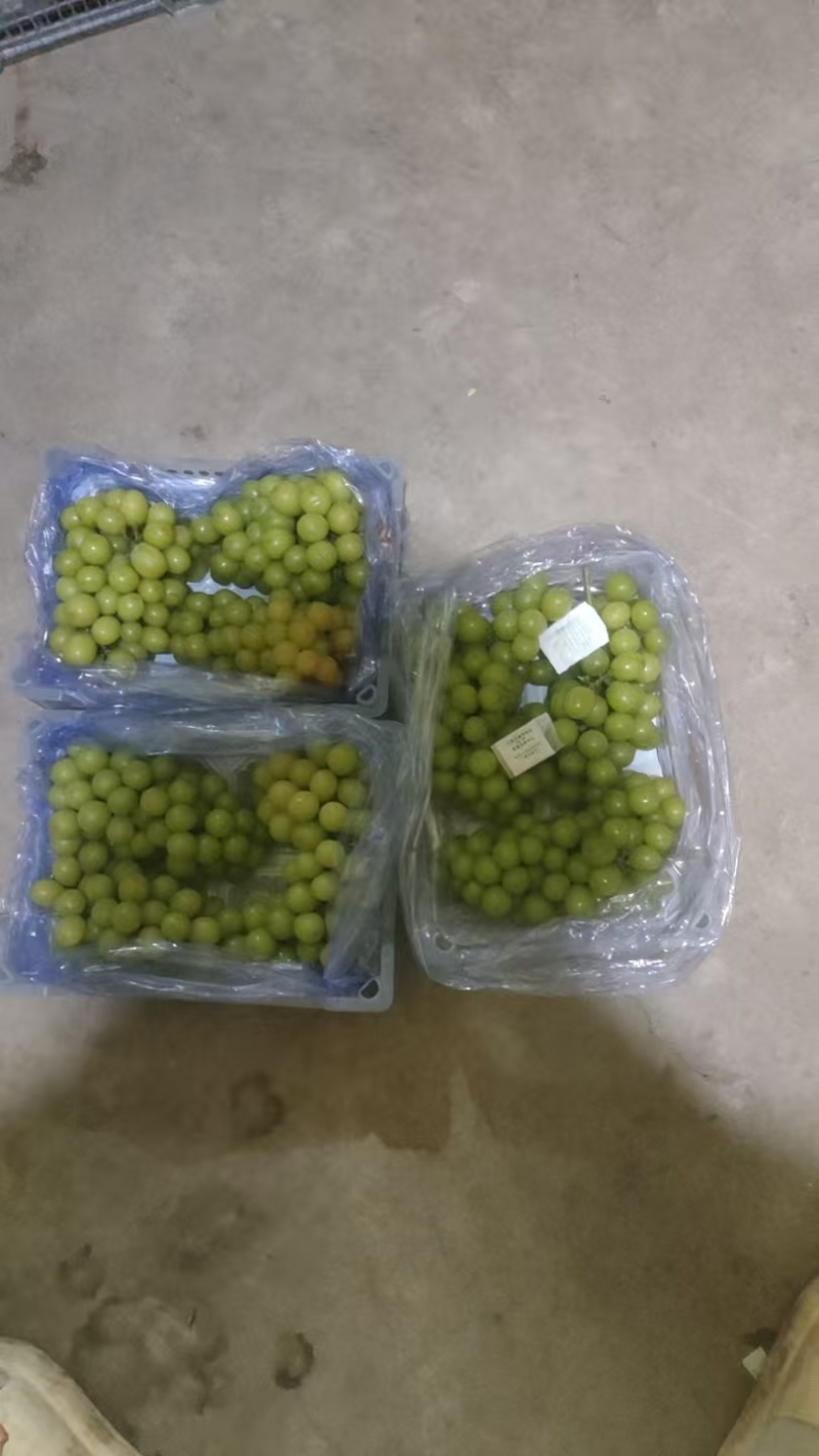 阳光玫瑰小白盒