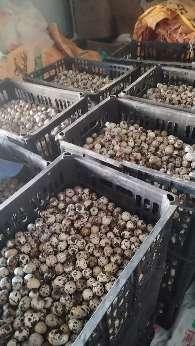 鹌鹑蛋大量有货产地直发一手货源保质保量