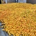 纽荷尔脐橙榨汁果，原产地一手货源，大量供应，对接原料厂家