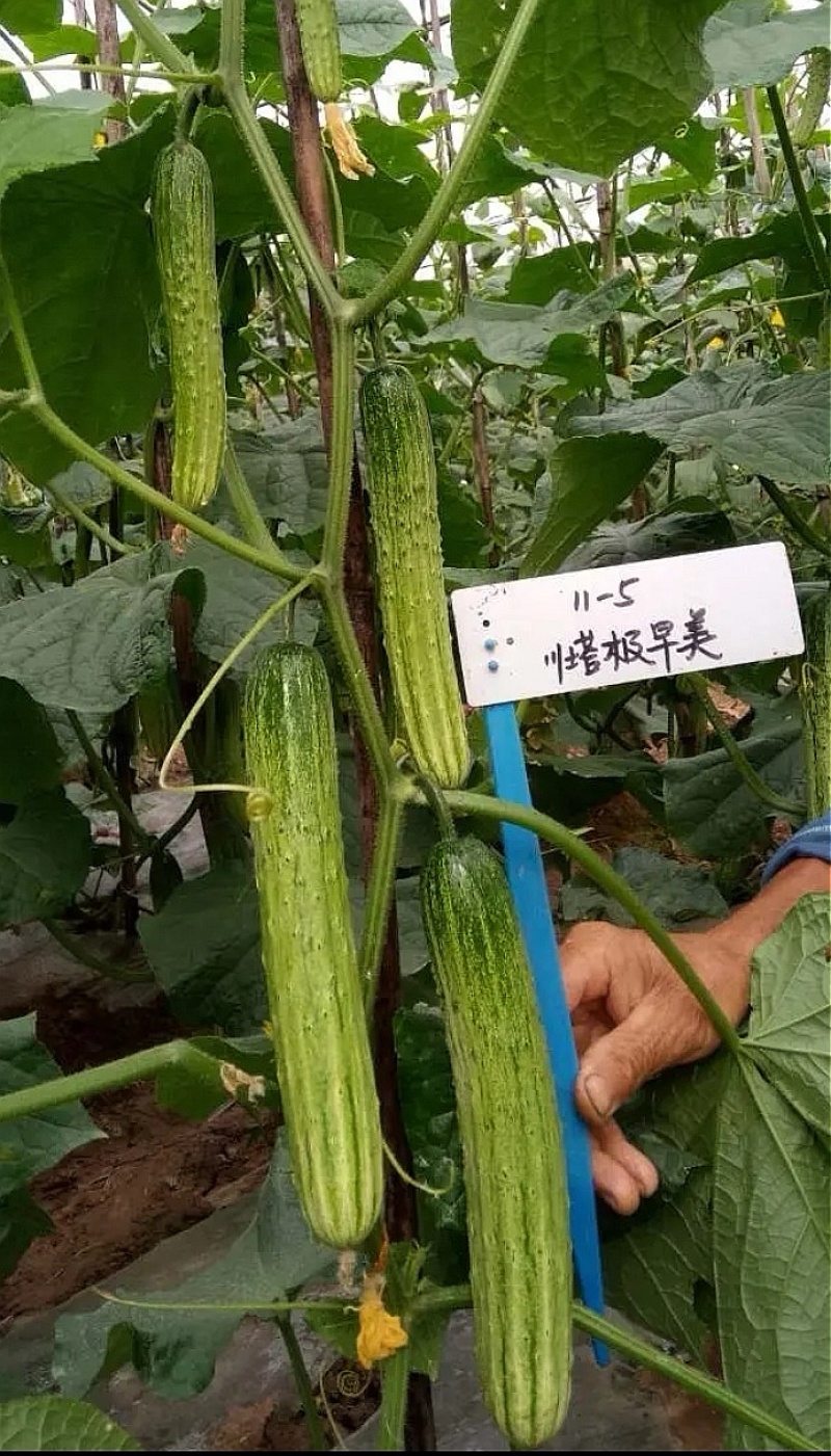 黄瓜种子精品极早美强雌瓜码多早熟抗病品质好无苦味