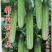黄瓜种子精品极早美强雌瓜码多早熟抗病品质好无苦味