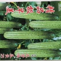 黄瓜种子精品极早美强雌瓜码多早熟抗病品质好无苦味