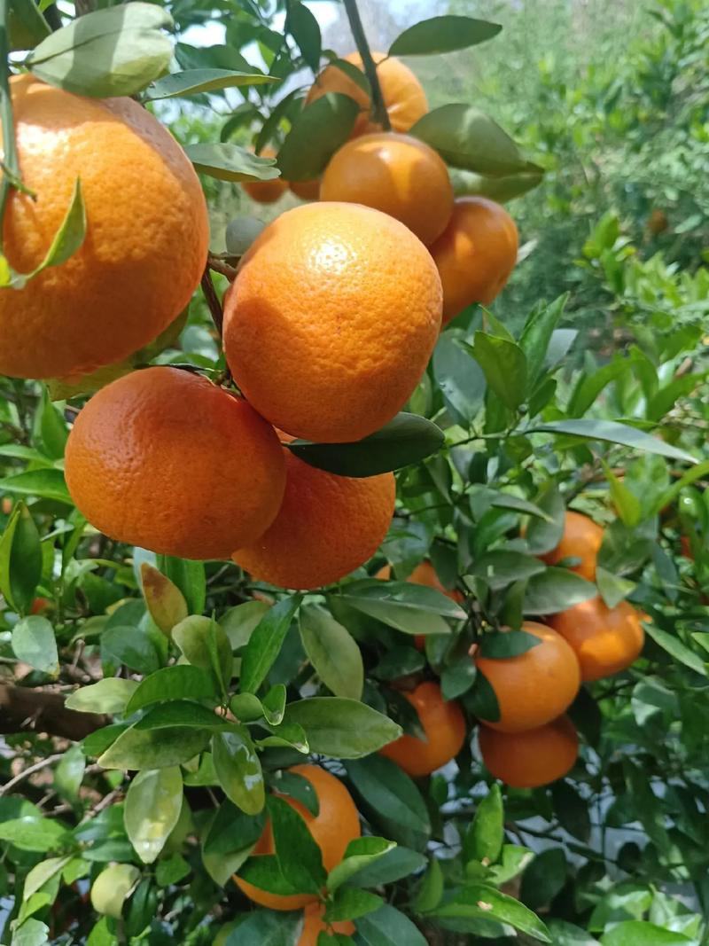 云南丽江沃柑，硬度高、纯甜，大量现货，一件代发