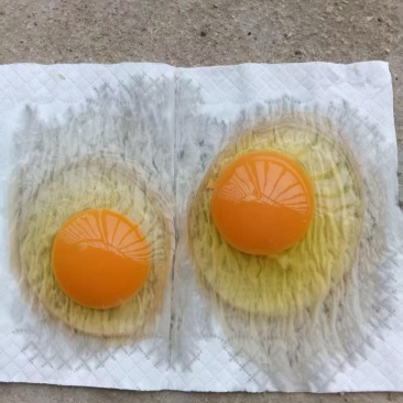 精品鸡蛋批发
