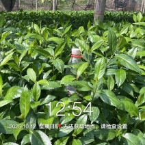 优质草珊瑚苗