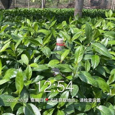 优质草珊瑚苗