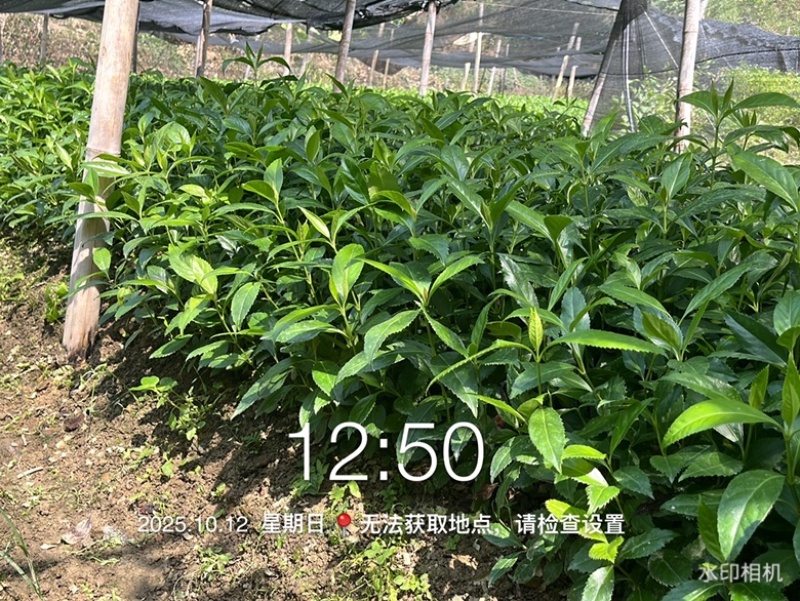 优质草珊瑚苗