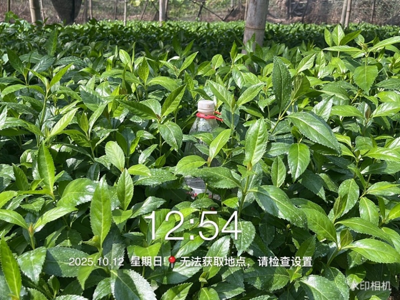优质草珊瑚苗