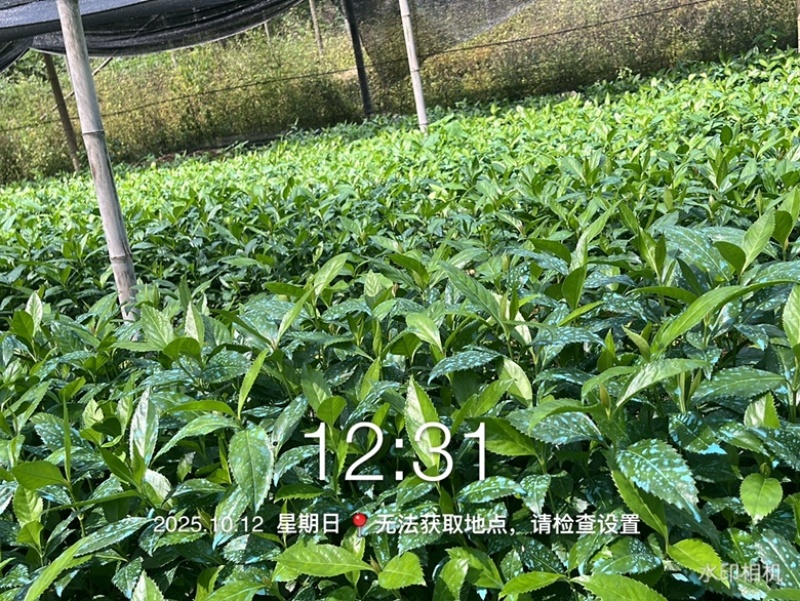 优质草珊瑚苗